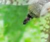 309845 – Photo : Oryctes – France (59)
